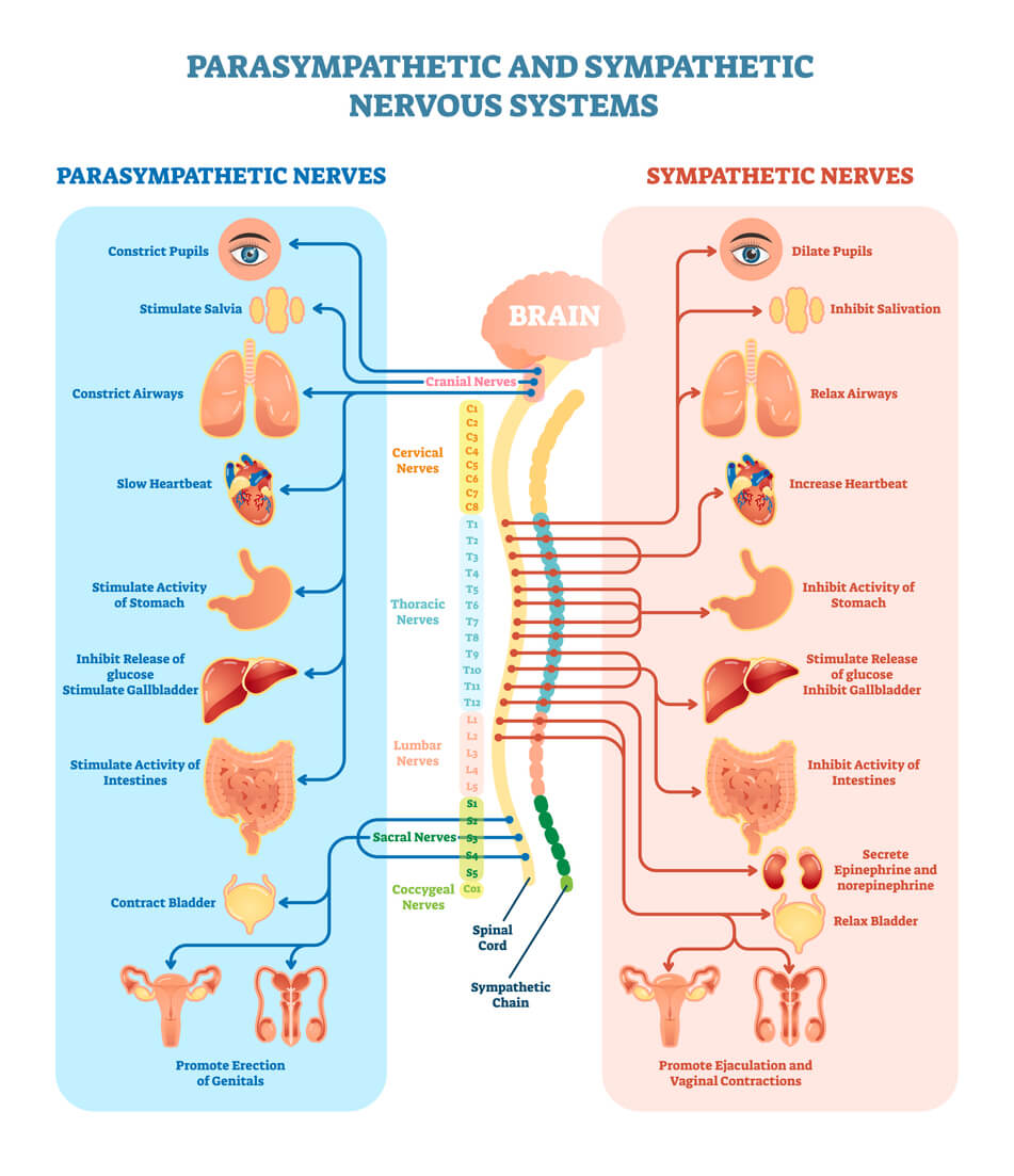 Improving your Nervous System - Naturally image