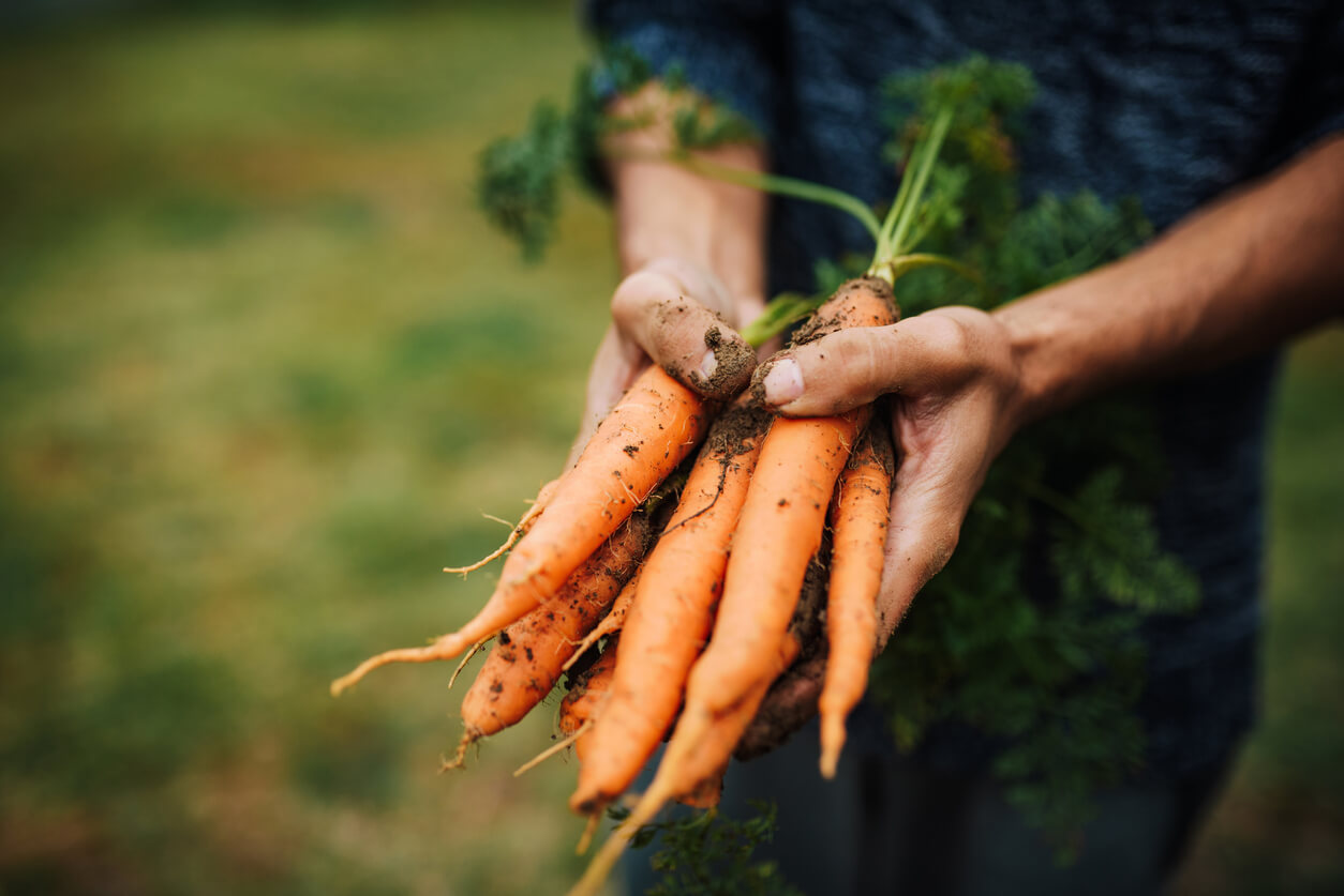 Carrots - a colourful choice for good health image