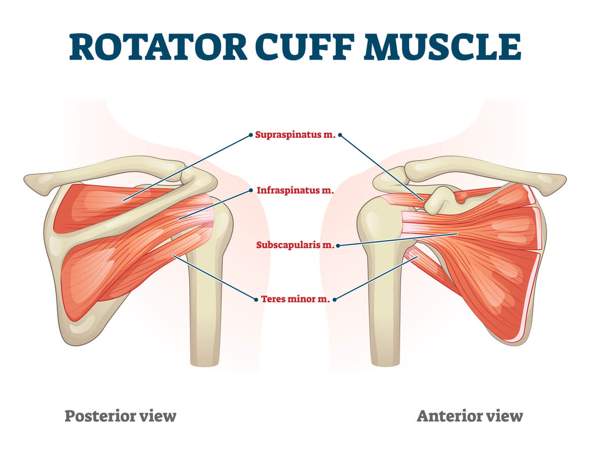 Shoulder savvy: understanding and protecting your rotator cuff image