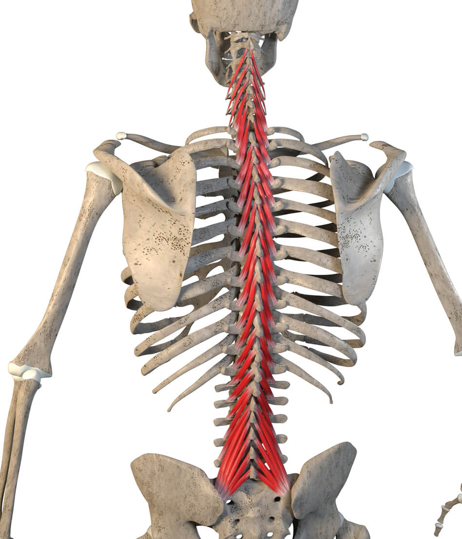 The multifidus: meet your spine’s unsung hero image