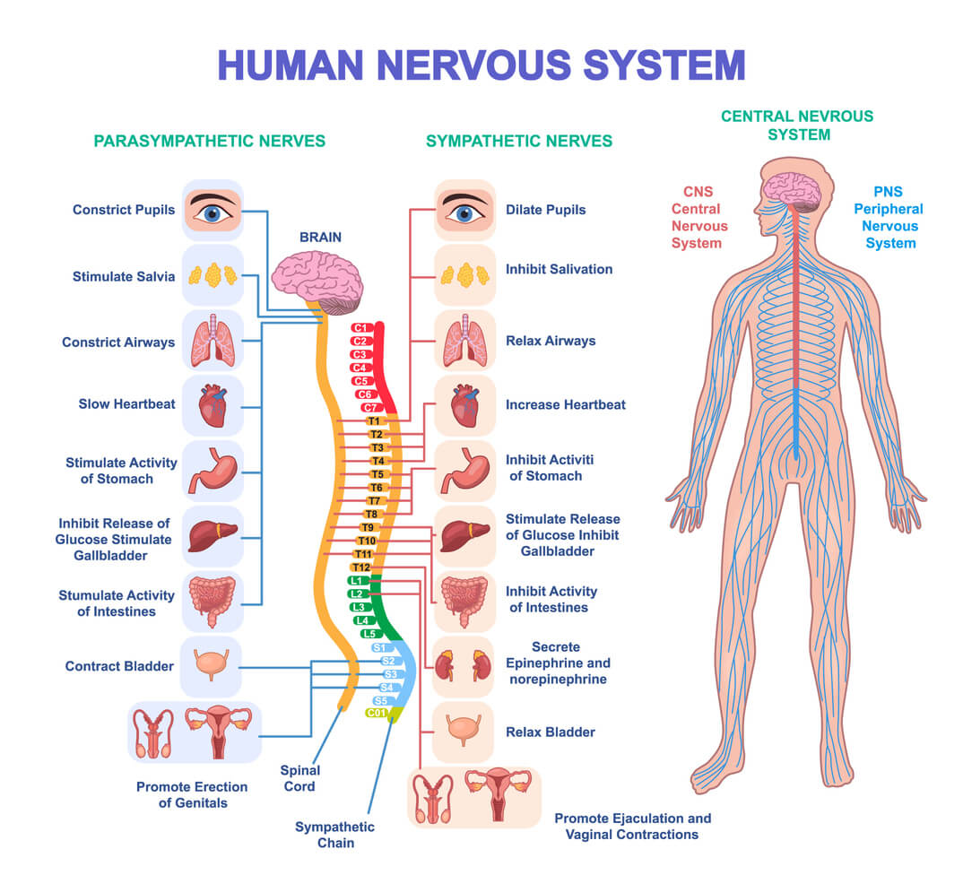 Your nervous system: how it works and how to keep it healthy image